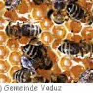 Bienenlehrpfad in Vaduz