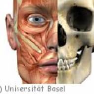 Anatomisches Museum der Universität Basel