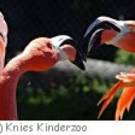 Kindergeburtstag in Knies Kinderzoo Kindergeburtstag in Knies Kinderzoo