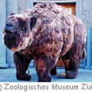 Zoologisches Museum in Zürich Zoologisches Museum in Zürich