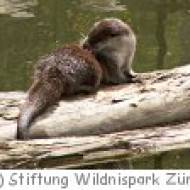 Naturzentrum Sihlwald