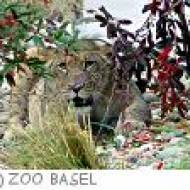Zoo Basel