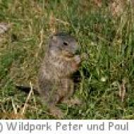 Wildpark Peter und Paul Wildpark Peter und Paul