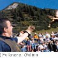 Falknerei Galina Falknerei Galina