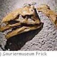 Sauriermuseum Frick Sauriermuseum Frick