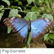 Papiliorama