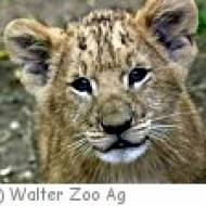 Abenteuerland walter zoo tigerbaby m Abenteuerland walter zoo tigerbaby