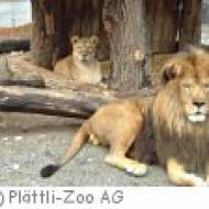 Plättli Zoo Frauenfeld