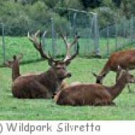 Wildpark Silvretta bei Ischgl Wildpark Silvretta bei Ischgl