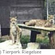 Tierpark Riegelsee in Kandergrund