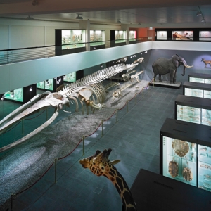 Naturhistorisches Museum Bern