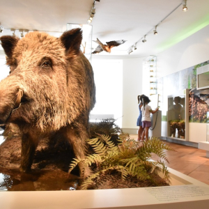 (c) Naturmuseum Thurgau