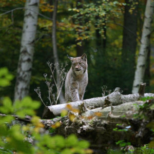 (c) Zürich Tourism wildpark langenberg zuerich ausflugstipp mamilade, zoo gratis zuerich