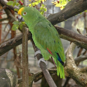 Vogelpark Birka