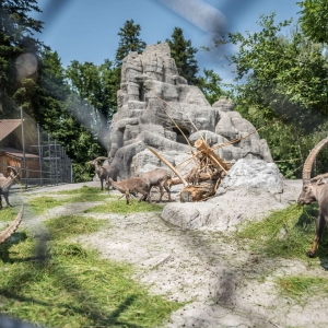 wildpark peter paul st gallen ausflugstipp mamilade