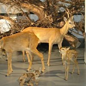 Naturmuseum Winterthur ausflugstipp mamilade