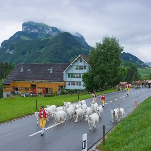 Erlebnisrundfahrt im Appenzellerland