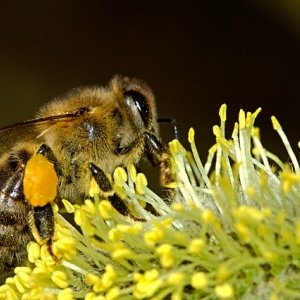 Bienenlehrpfad in Pfäffikon