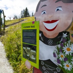 Flower Trail: Themenweg am Allmendhubel / Mürren