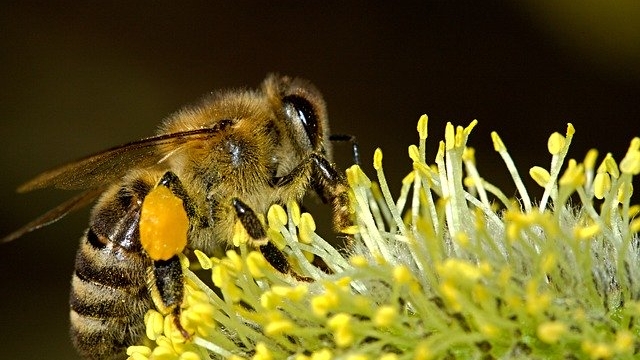 (c) Pixabay Bienenlehrpfad in Pfäffikon