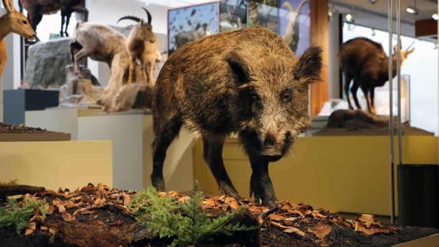 (c) Bündner Naturmuseum Chur Bündner Naturmuseum