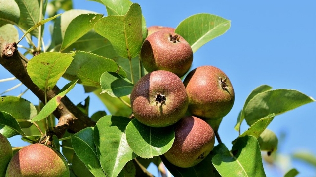 Lehrreicher Obstlehrpfad in Altnau
