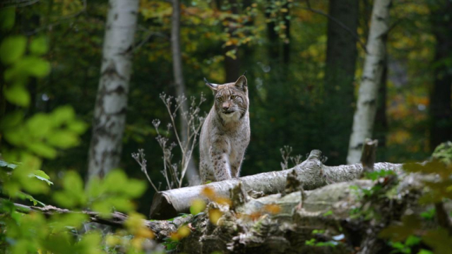 (c) Zürich Tourism wildpark langenberg zuerich ausflugstipp mamilade, zoo gratis zuerich