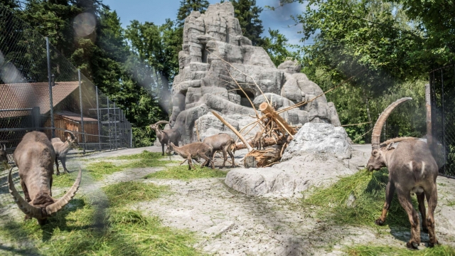 wildpark peter paul st gallen ausflugstipp mamilade