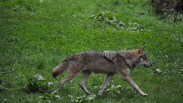 (c) Stadt Winterthur Wildpark Bruderhaus Winterthur